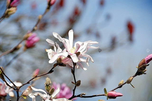 Magnolia Loebnera Merrill Magnolia loebneri C2