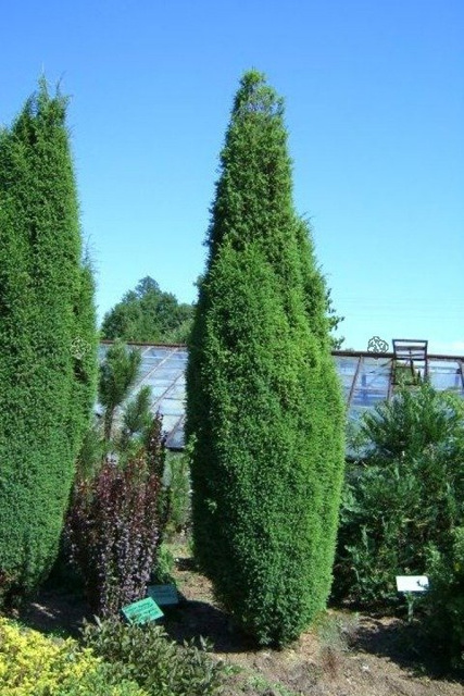 Jałowiec pospolity Suecica Juniperus communis C3