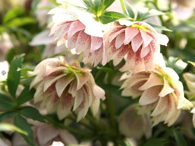 Ciemiernik wschodni Double Crown Rose Helleborus orientalis C2