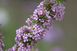 Budleja skrętolistna Buddleja alternifolia P9