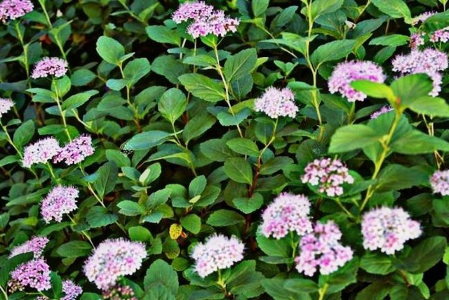 Tawuła gęstokwiatowa Spiraea densiflora P9