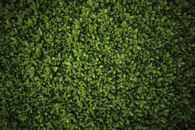 Ligustr pospolity Atrovirens Ligustrum vulgare C2