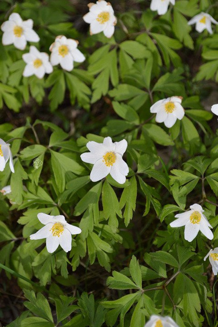 Zawilec wielkokwiatowy Anemone sylvestris P9