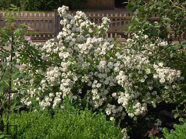 Jaśminowiec Dame Blanche Philadelphus P9