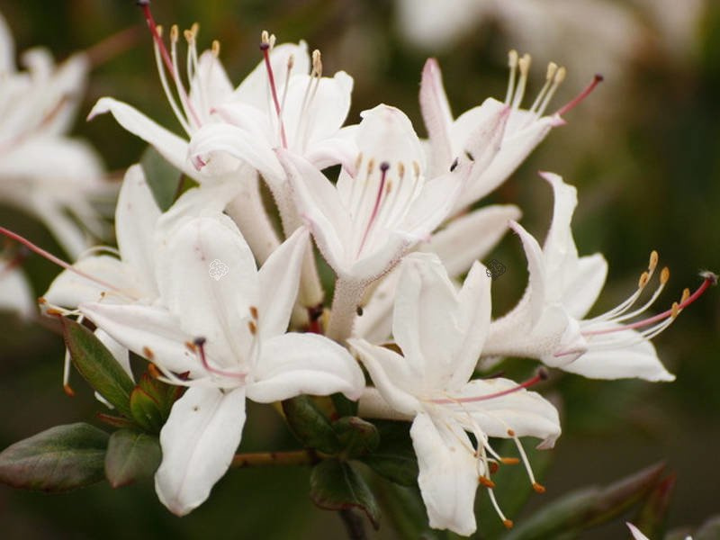 Azalia wielkokwiatowa Sommerduft Rhododendron viscosum C4