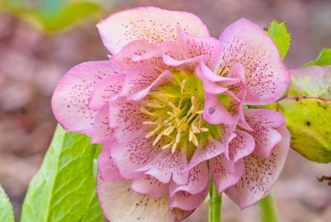 Ciemiernik wschodni Double Crown Rose Helleborus orientalis C2