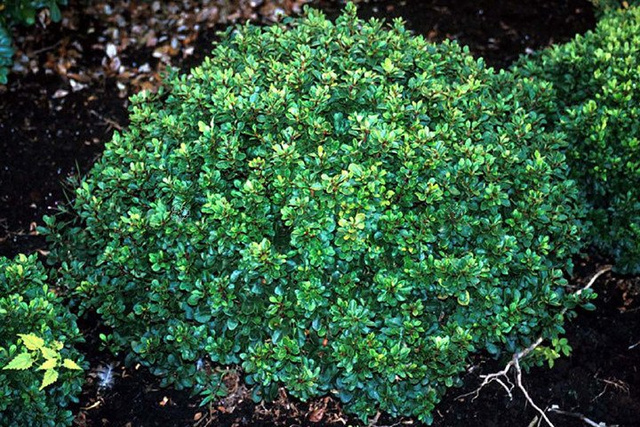 Berberys Thunberga Kobold Berberis thunbergii C2