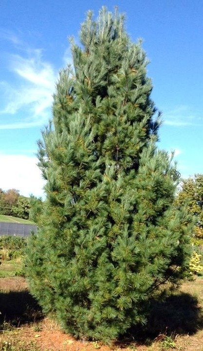 Sosna wejmutka Fastigiata Pinus strobus C5