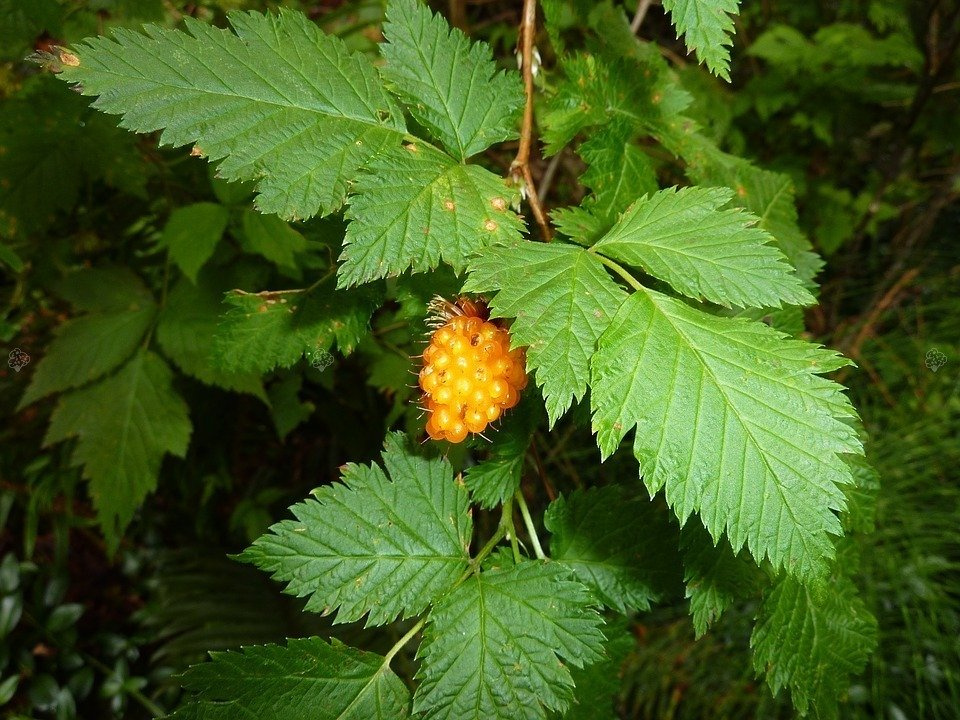 Malina żółta złota Rubus C2