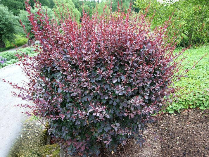 Berberys ottawskki Silver Miles Berberis ottawensis C3