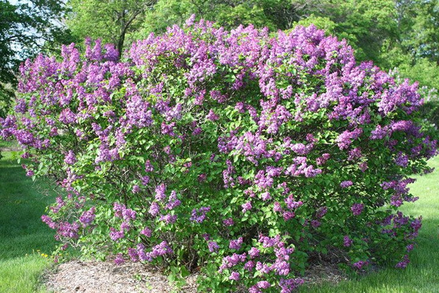 Lilak Meyera Palibin Syringa meyeri C2
