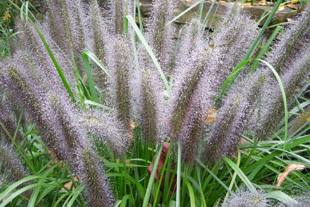 Rozplenica japońska Moudry Pennisetum alopecuroides P9