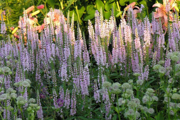 Przetacznik kłosowy Pink Damask Veronica longifolia C2