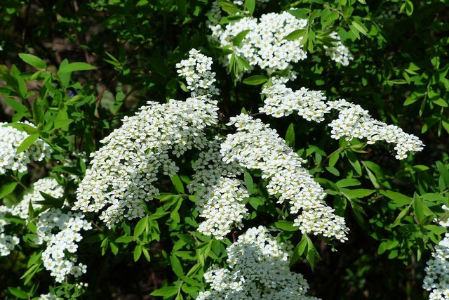 Tawuła szara Grefsheim Spiraea cinerea