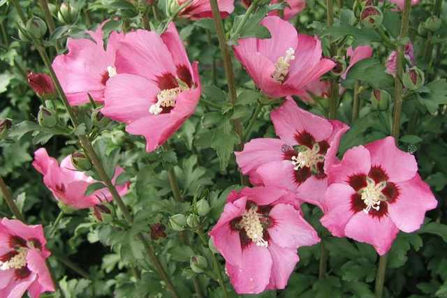 Ketmia syryjska Pink Giant Hibiscus syriacus C2