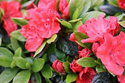 Azalia japońska Geisha Orange Rhododendron obtusum C2