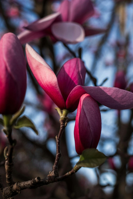 Magnolia Cleopatra PBR Magnolia C3