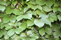 Winobluszcz pięciolistkowy Troki Parthenocissus quinquefolia C2