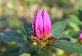 Azalia japońska Kirstin Rhododendron obtusum C2
