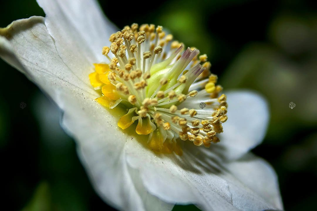Ciemiernik biały Helleborus niger P9