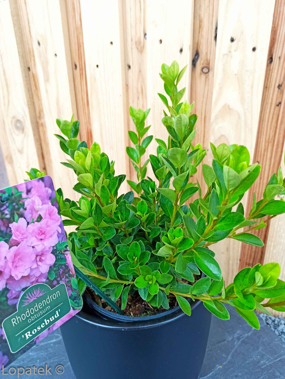 Azalia japońska Rosebud Rhododendron obtusum C2