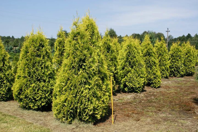 Tuja Sunkist Thuja occidentalis C7,5
