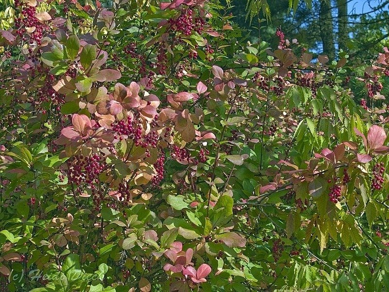 Berberys koreański Berberis koreana P9