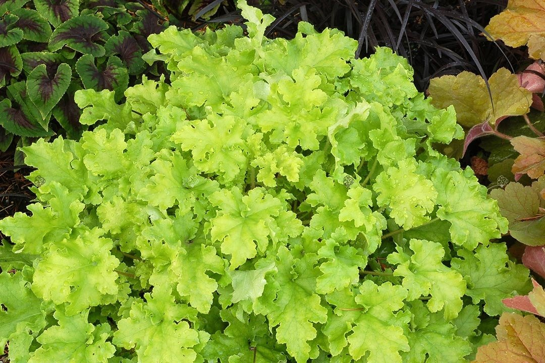 Żurawka Lime Marmalade Heuchera C2