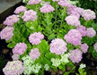 Rozchodnik okazały Septemberglut Sedum spectabile C2