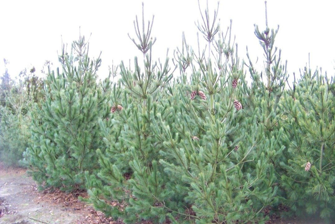 Sosna rumelijska Glauca Compacta Pinus peuce C5