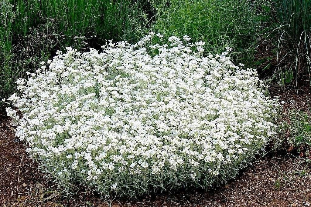 Rogownica kutnerowata Cerastium tomentosum P9