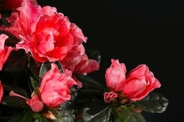 Azalia japońska Nordlicht Rhododendron obtusum C2