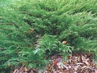 Jałowiec sabiński Mas Juniperus sabina