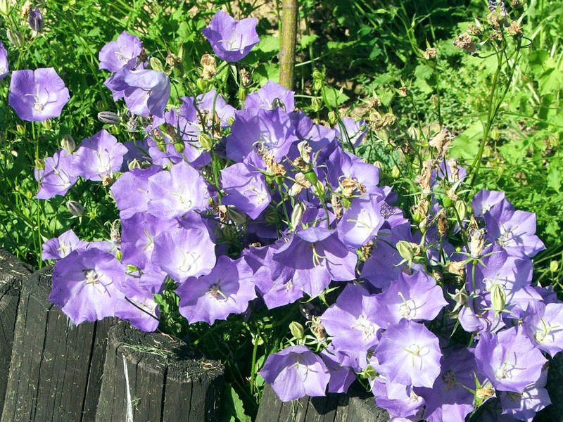 Dzwonek karpacki Campanula carpatica C2