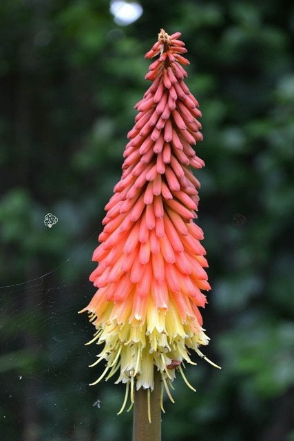 Trytoma groniasta Fire Glow Kniphofia uvaria P9