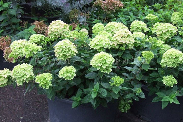 Hortensja bukietowa Little Lime PBR Hydrangea paniculata C3