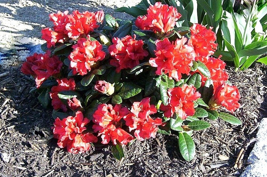 Różanecznik forresta Scarlet Wonder Rhododendron forrestii C2