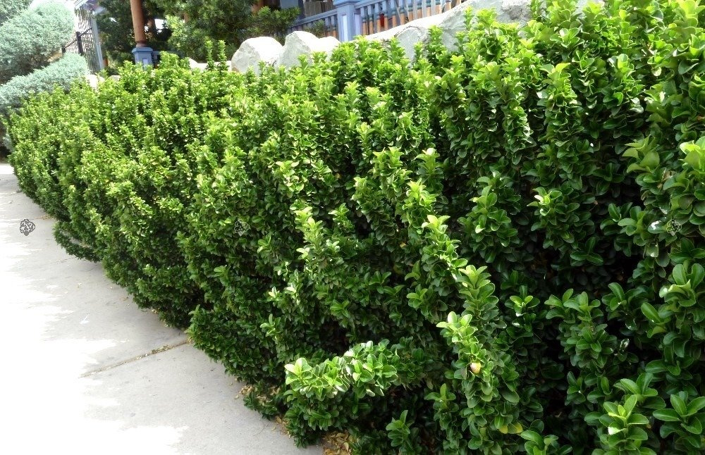 Trzmielina japońska Microphyllus Euonymus japonicus C2