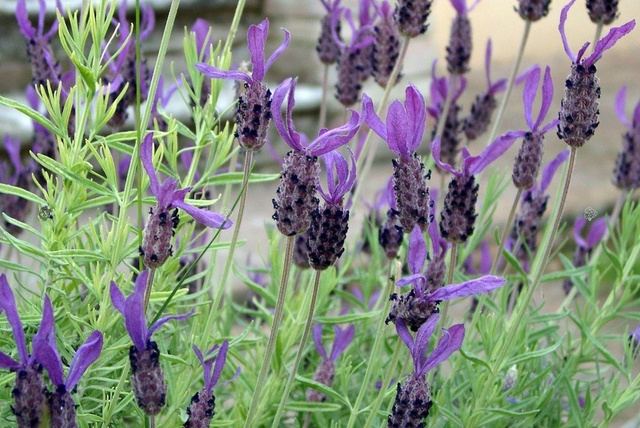 Lawenda francuska Papillon Lavandula stoechas P9