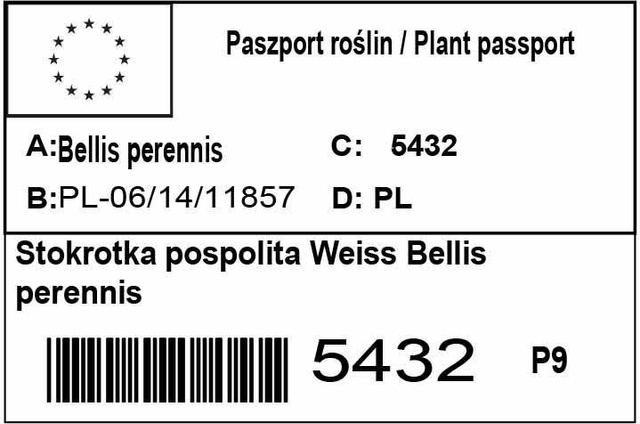 Stokrotka pospolita Weiss Bellis perennis P9