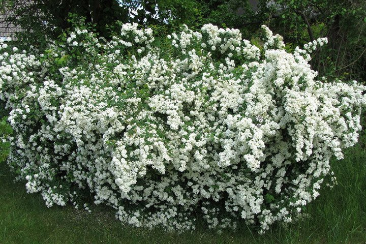 Tawuła van Houtte'a Spiraea vanhouttei P9