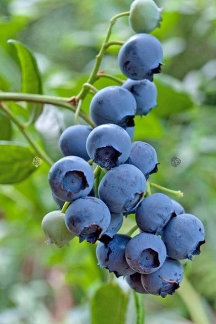Borówka amerykańska Spartan Vaccinium corymbosum C2