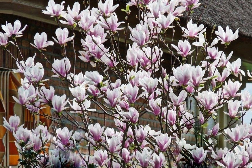 Magnolia George Henry Kern
