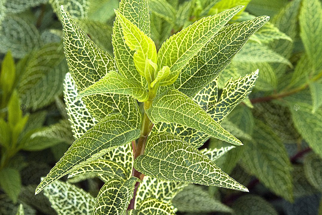 Forsycja zielona Kumson Forsythia viridissima P9