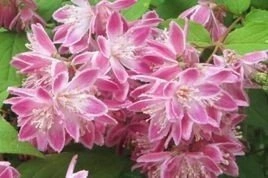 Żylistek mieszańcowy Strawberry Fields Deutzia hybrida C2