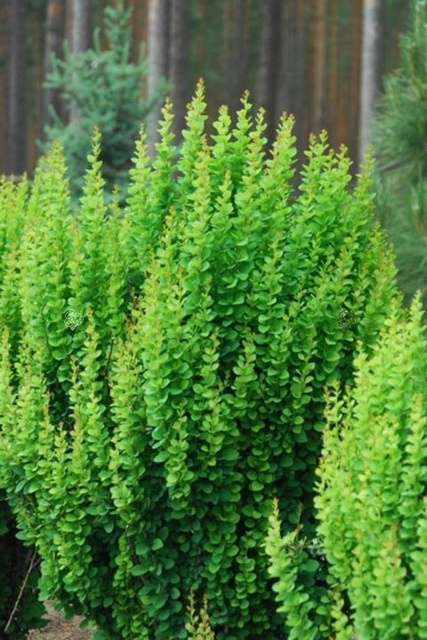 Berberys Thunberga Erecta Berberis thunbergii C2
