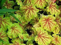 Żurawka Red Lightning Heuchera C2