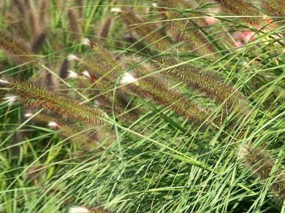 Rozplenica japońska Magic Pennisetum alopecuroides P9