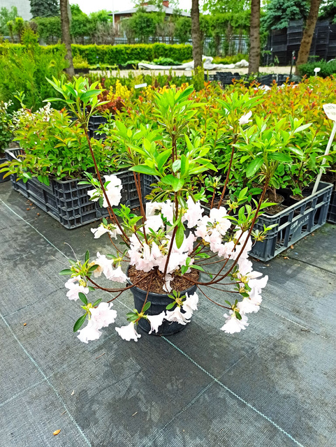 Azalia japońska Eliza Hyatt Rhododendron obtusum C2