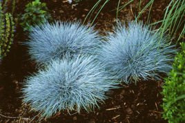 Kostrzewa sina Elijah Blue Festuca glauca P9